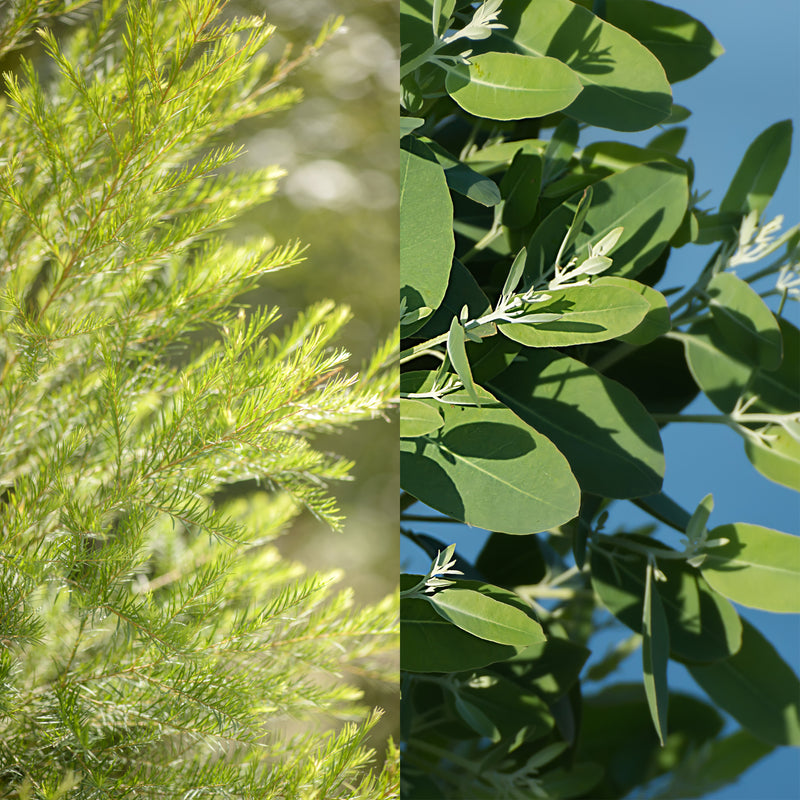 Tea Tree Eucalyptus Aroma Blast