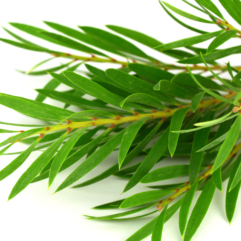 Tea Tree Organic (Melaleuca alternifolia) Australia