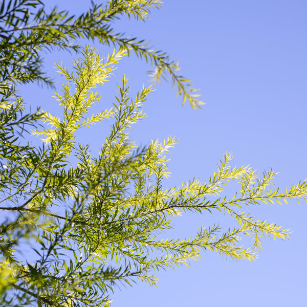 Tea Tree Wild Crafted (Melaleuca alternifolia) Australia