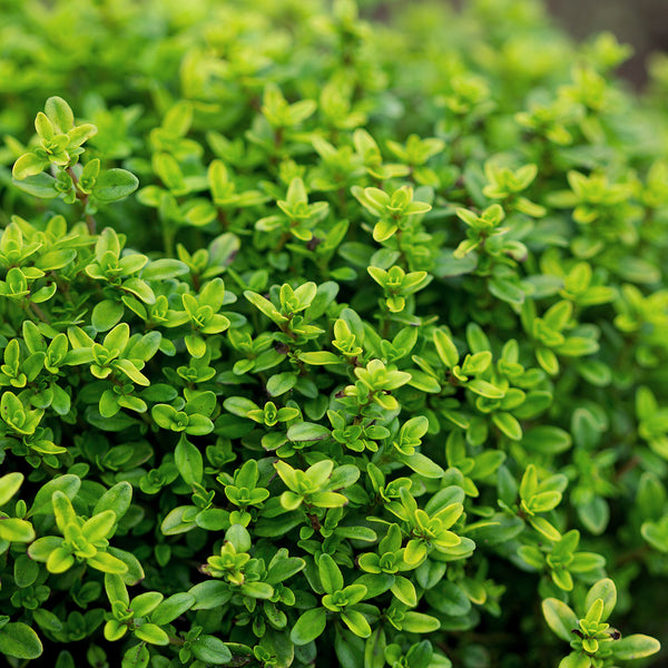 Thyme Wild Crafted (Thymus vulgaris) Germany