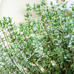 Thyme Linalool Wild Crafted (Thymus vulgaris) Portugal