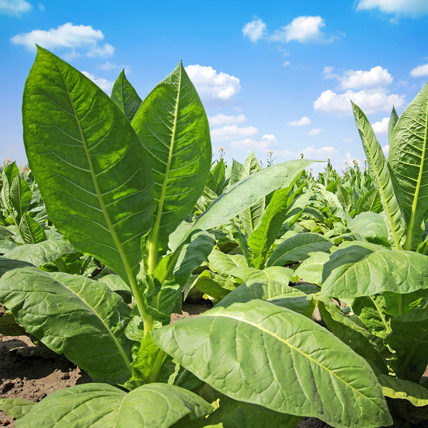 Tobacco Absolute (Nicotiana tabacum L.) Bulgaria