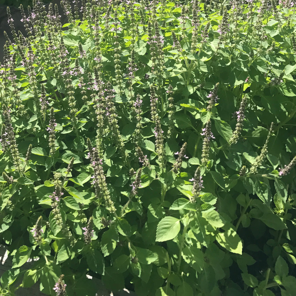 Holy Basil Plant