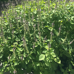 Organic Tulsi (Holy Basil) Hydrosol