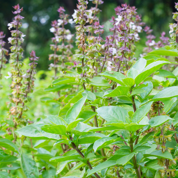 Basil, Holy Wild Crafted (Ocimum sanctum) India