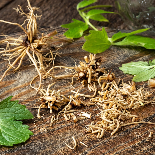 Valerian Root Wild Crafted (Valeriana wallichii) India