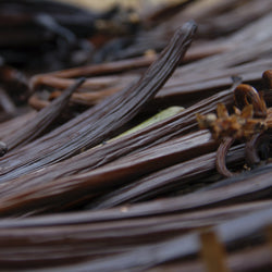 Vanilla Oleoresin 20 Fold Extract Bourbon (Vanilla planifolia) Madagascar
