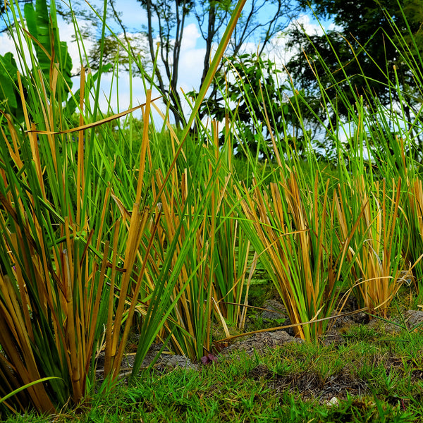 Vetivert Organic (Vetiveria zinzanoides) Haiti