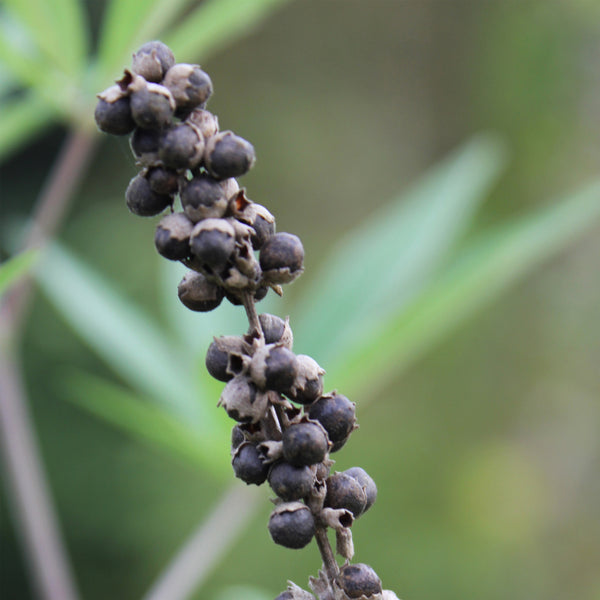 Vitex Wild Crafted [Chaste Berry] (V. angus castus) Croatia