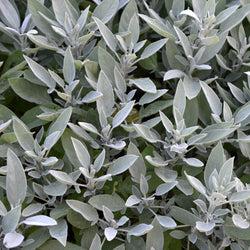 Sage, White Organic (Salvia apiana) USA