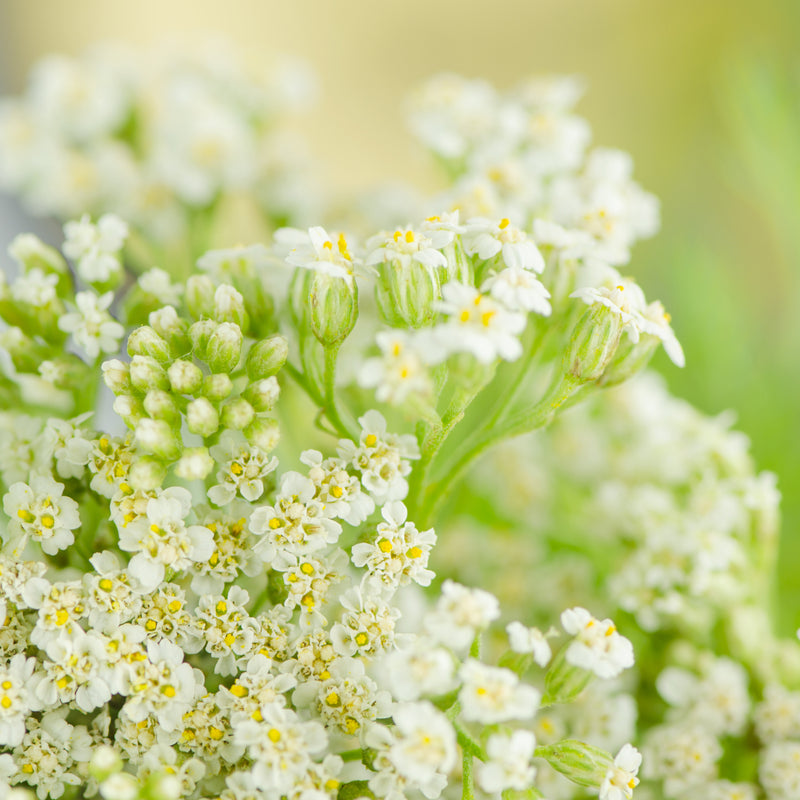 Yarrow Organic (Achillea millefolium) Bulgaria