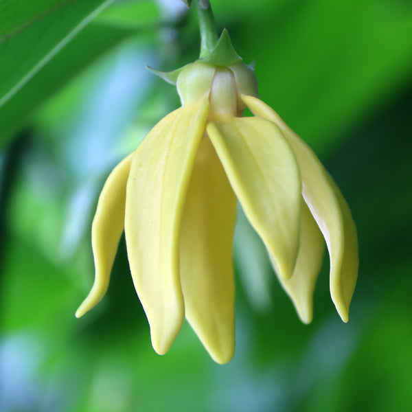 Ylang Ylang Extra Organic (Cananga odorata) Madagascar