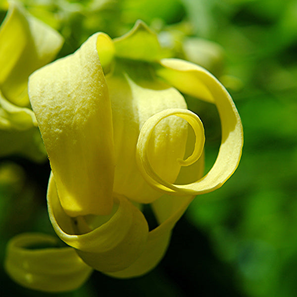 Ylang Ylang 1 Wildcrafted (Cananga odorata) Comoros